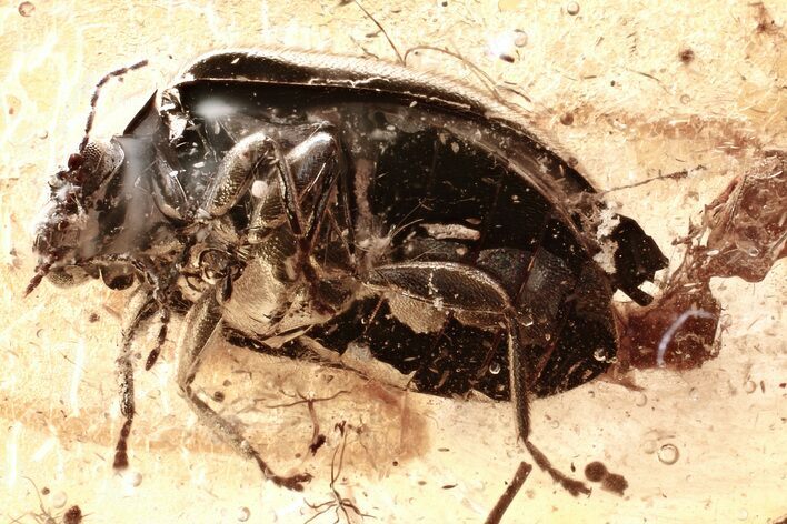 Detailed Fossil Marsh Beetle (Scirtidae) in Baltic Amber #343314